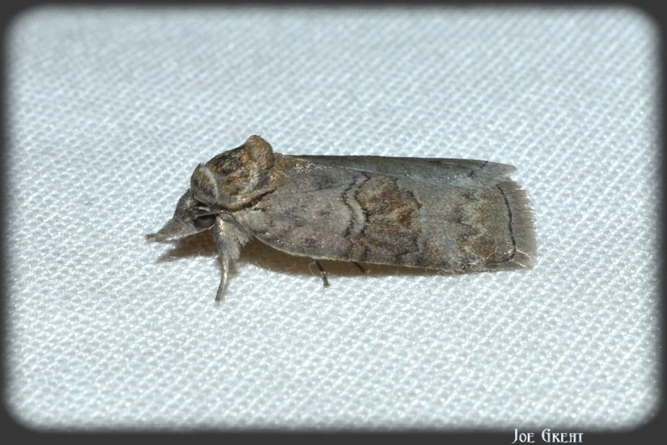 Nycteola asiatica - nyárfa-trapézbagoly
