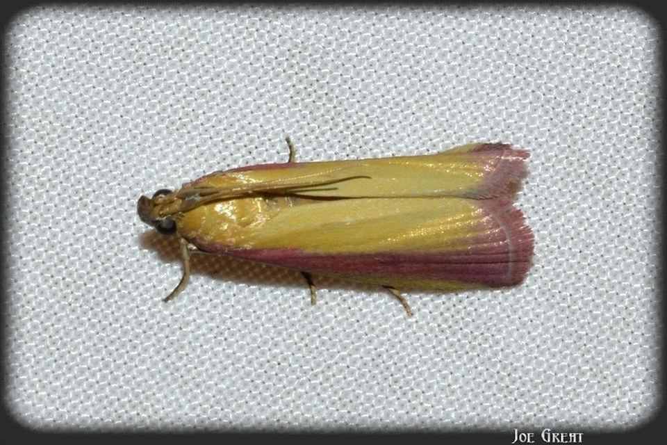 Oncocera semirubella - lucernamoly