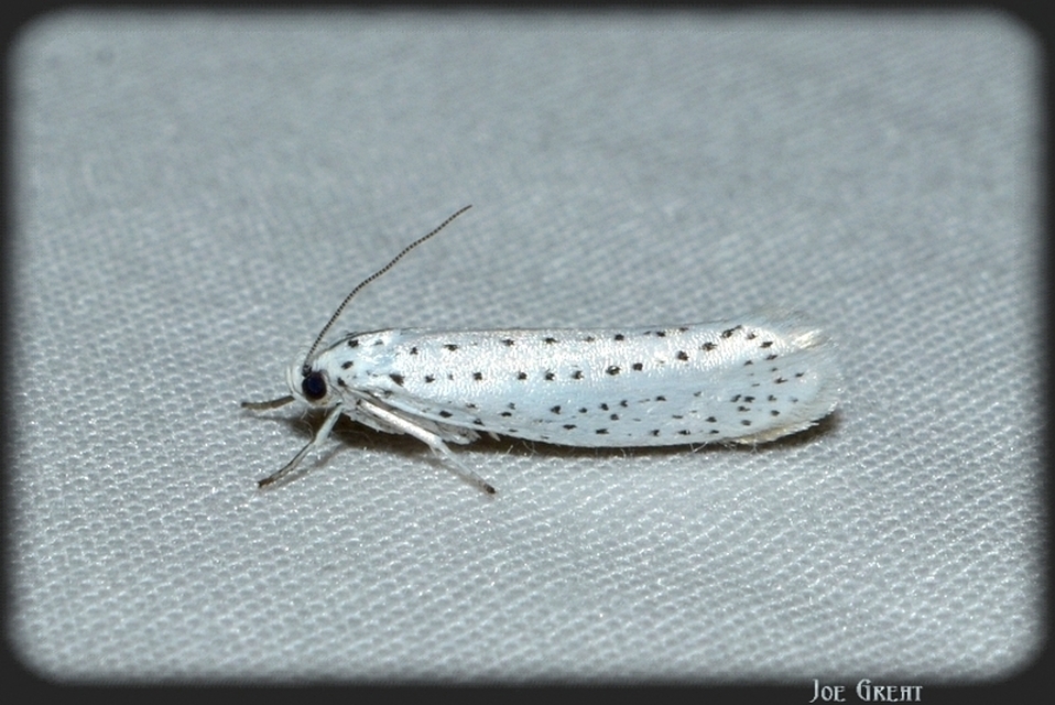 Yponomeuta