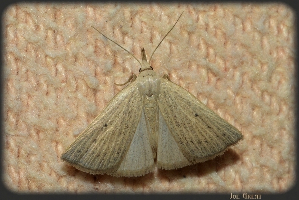 Macrochilo cribrumalis - csontszínű karcsúbagoly