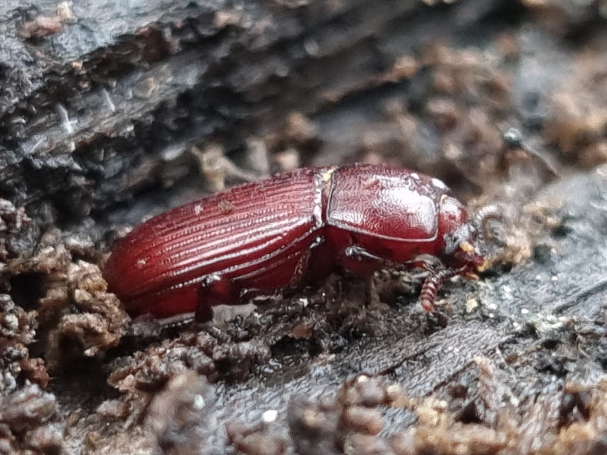 Uloma culinaris - nagy rágványbogár