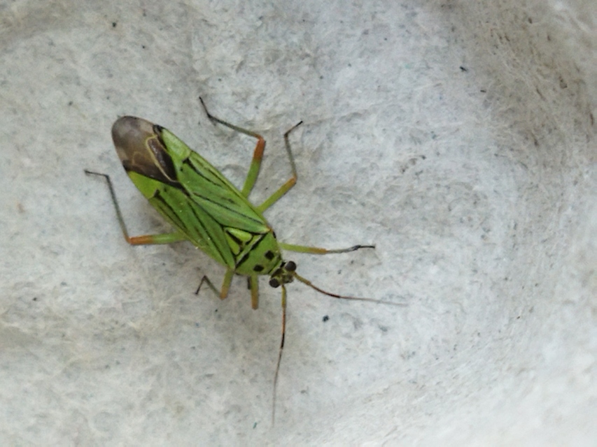Mermitelocerus schmidtii