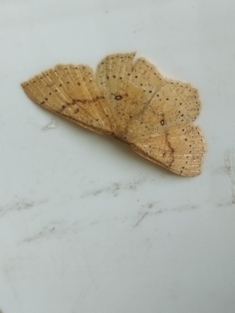 Cyclophora porata - körös pettyesaraszoló