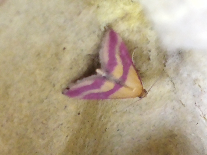 Pyrausta sanguinalis/virginalis
