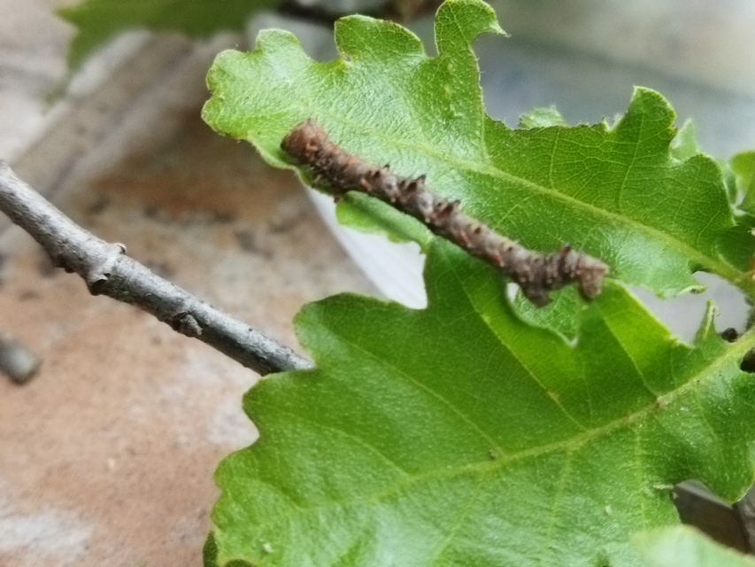 Apocheima pilosaria - zöldes tavasziaraszoló