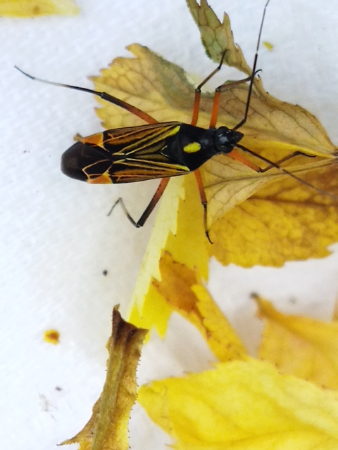 Miris striatus - sávos mezeipoloska