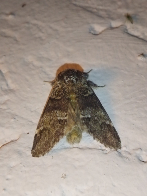 Drymonia dodonea - bélyeges púposszövő