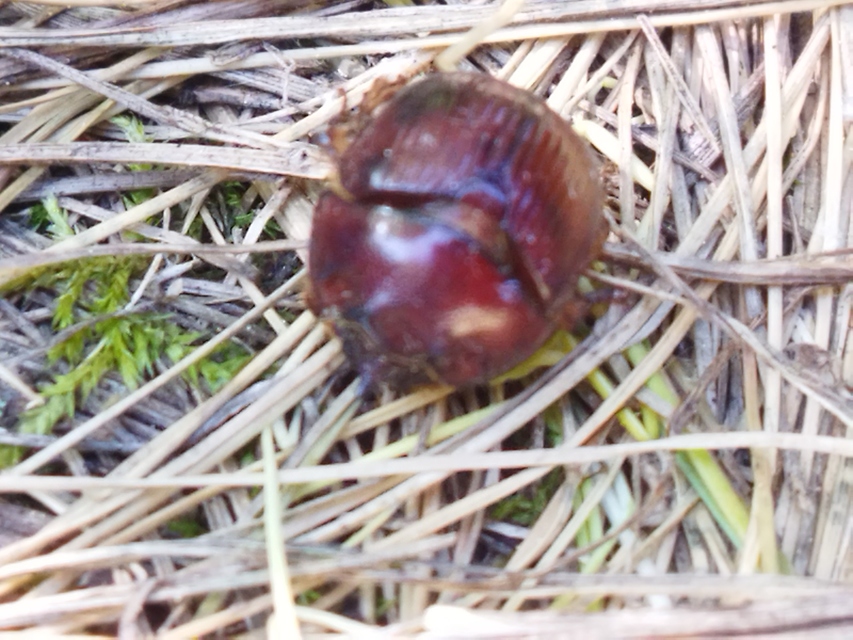 Bolbelasmus unicornis - szarvas álganéjtúró