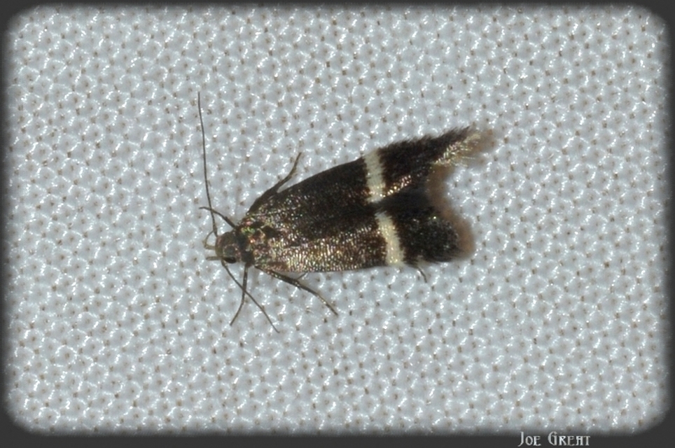 Gelechiidae - sarlósajkú-molylepkefélék