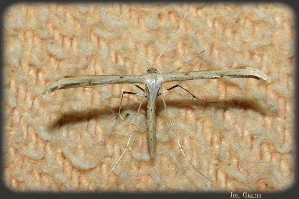 Pterophoridae - tollasmolyfélék