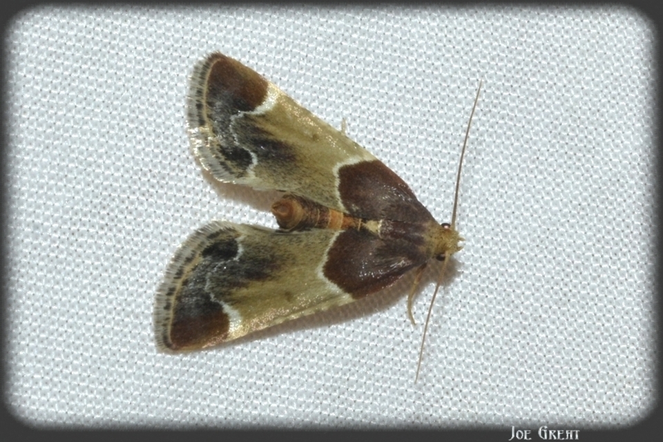 Pyralis farinalis - lisztilonca