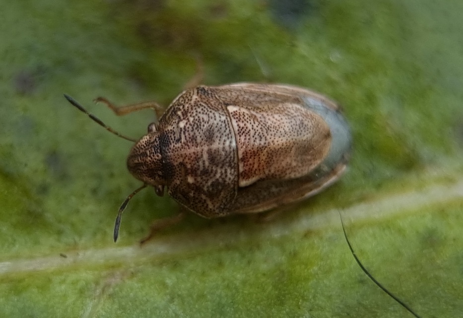 Neottiglossa leporina - sárgahasú címerespoloska Neottiglossa leporina - sárgahasú címerespoloska