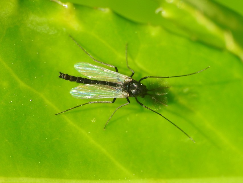 Chironomidae - árvaszúnyogok