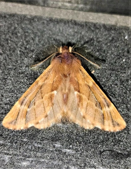 Ptilophora plumigera - tollas púposszövő