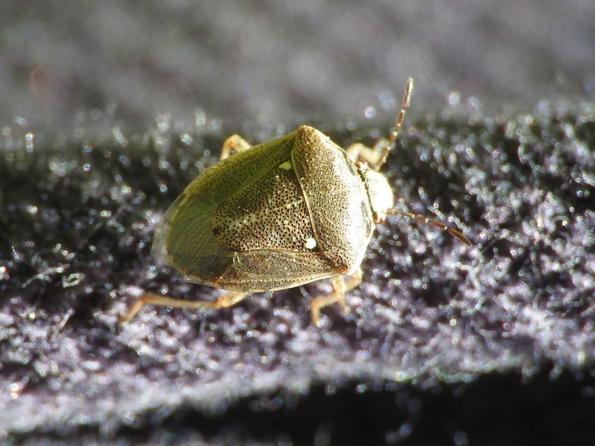 Eysarcoris ventralis - fakó feketefejű-poloska Eysarcoris ventralis - fakó feketefejű-poloska