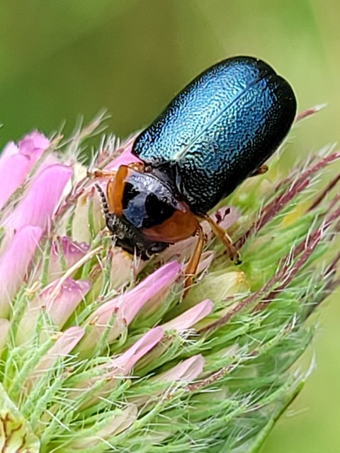 Smaragdina