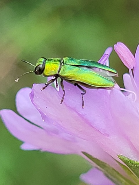 Anthaxia nitidula - ragyogó virágdíszbogár