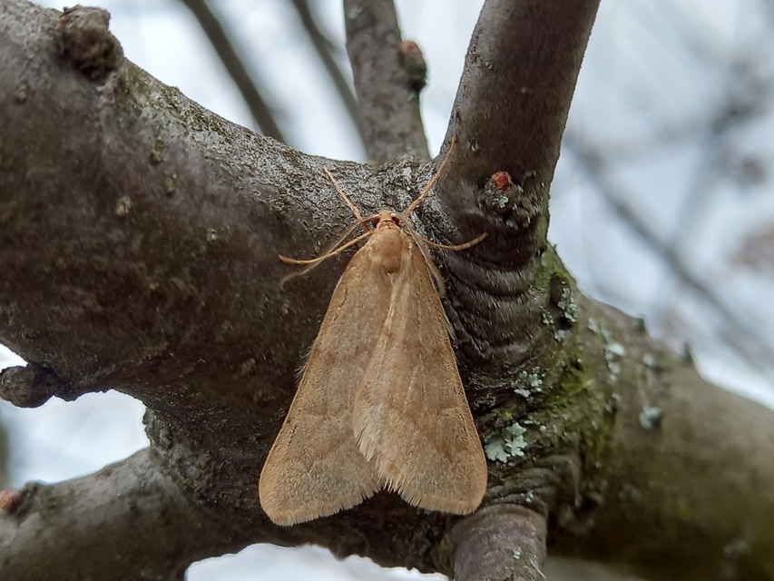 Alsophila aceraria - juhararaszoló