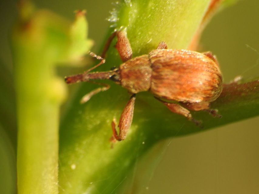 Anthonomus rectirostris - meggymaglikasztó Anthonomus rectirostris - meggymaglikasztó