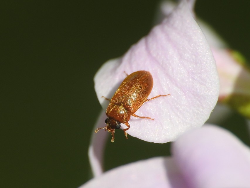 Byturus ochraceus - gyömbérgyökérbogár