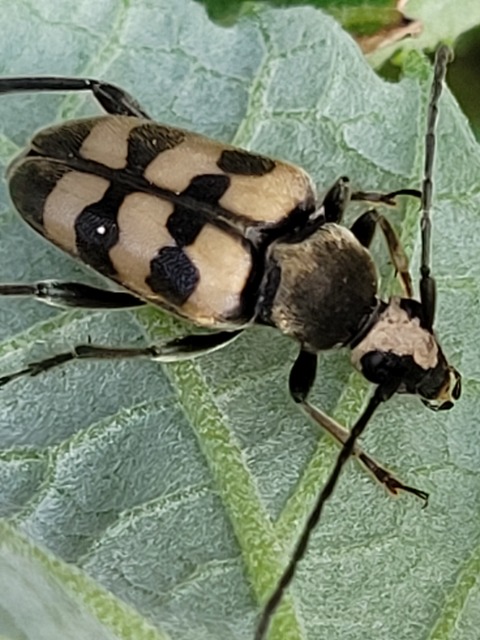 Pachytodes erraticus - rajzos virágcincér
