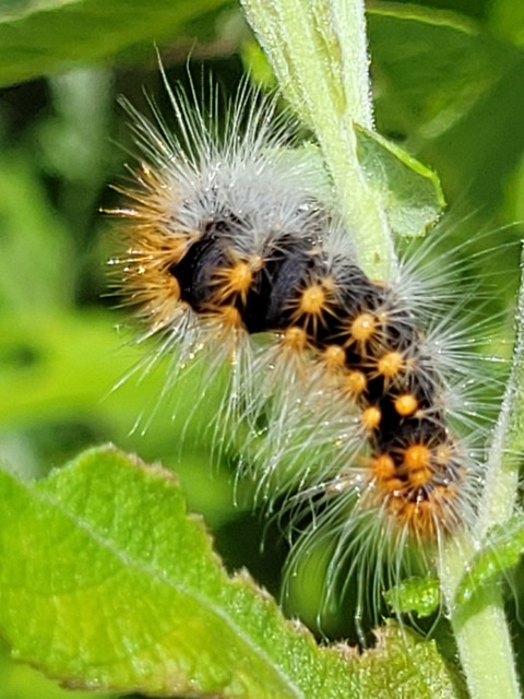 Acronicta auricoma - aranyos szigonyosbagoly