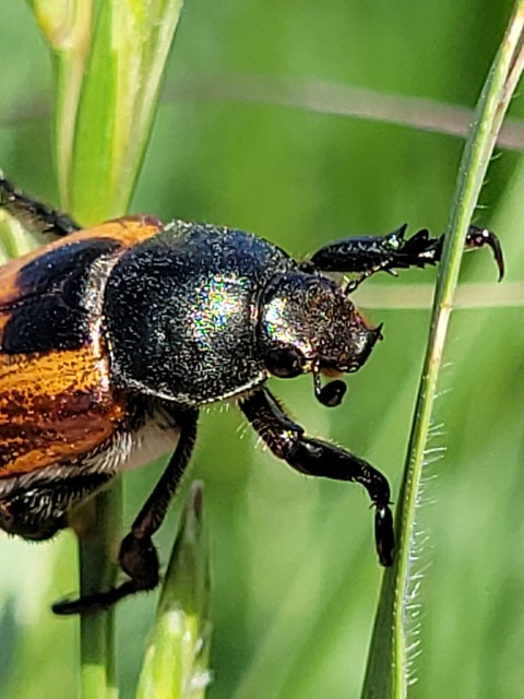 Anisoplia austriaca - osztrák szipoly