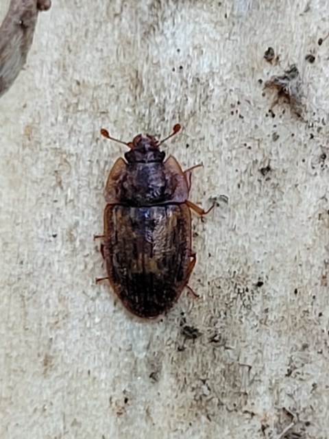 Soronia grisea - pettyegetett fénybogár