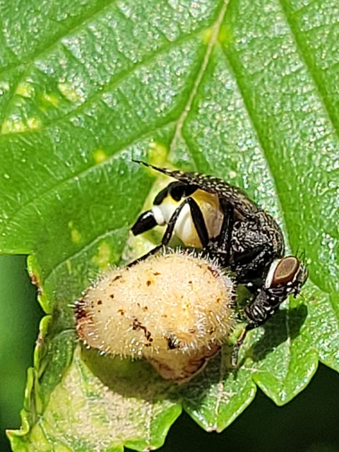 Platystoma seminationis