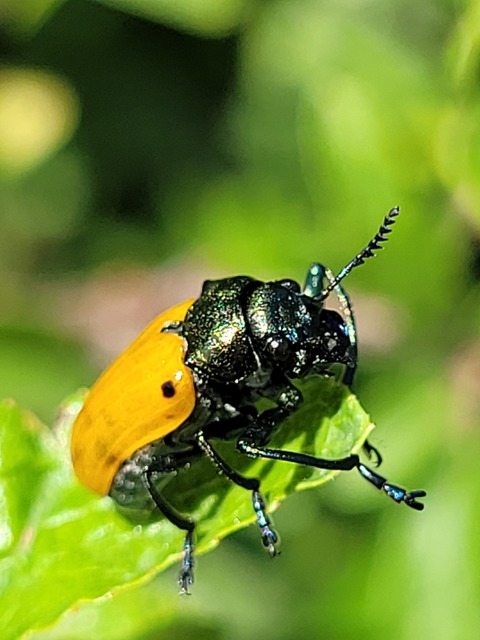 Labidostomis Labidostomis