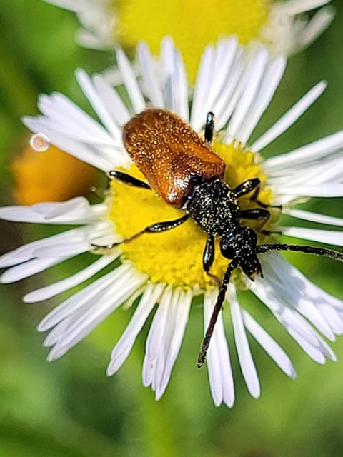 Pseudovadonia livida - barnás virágcincér