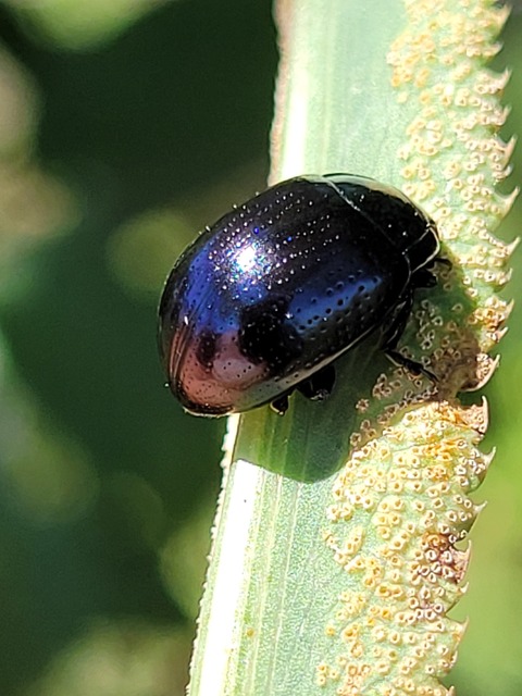 Chrysolina oricalcia - bronzos levélbogár
