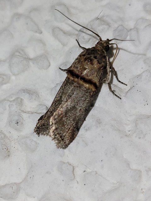 Trachonitis cristella - bokorrágó karcsúmoly