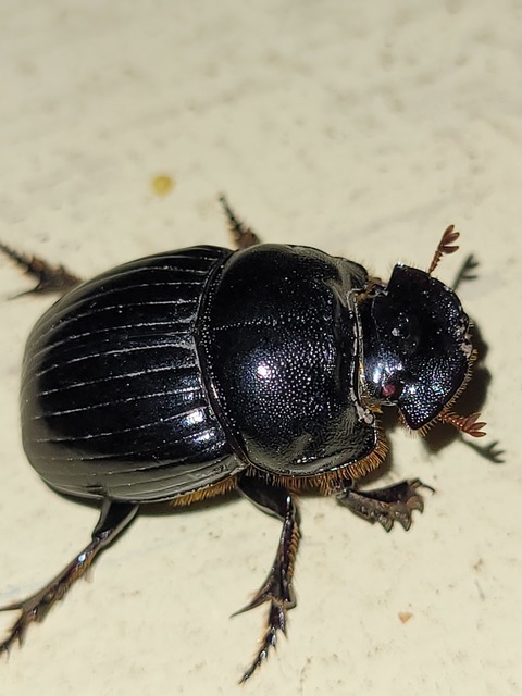 Copris lunaris - közönséges holdszarvú-ganéjtúró