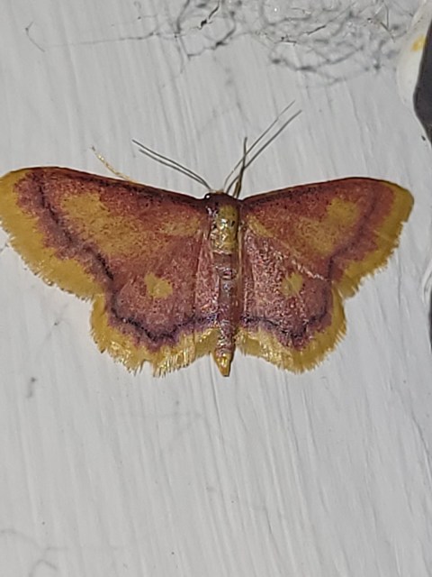 Idaea muricata - mocsári pirosaraszoló