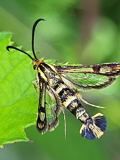 Sesiidae - szitkárfélék