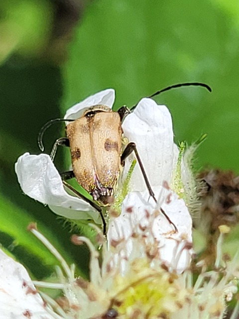 Pachytodes cerambyciformis - változékony virágcincér