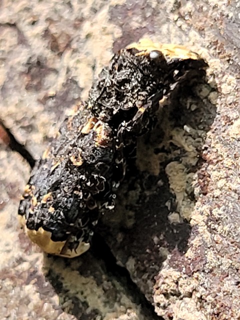 Platyrhinus resinosus - nagy orrosbogár