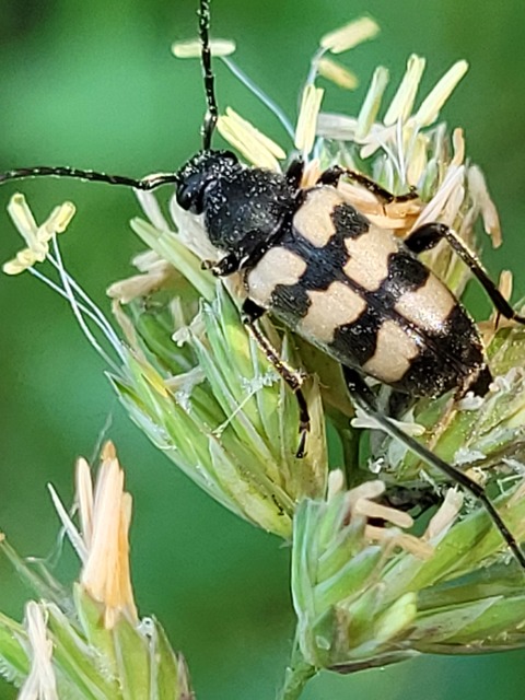 Pachytodes erraticus - rajzos virágcincér