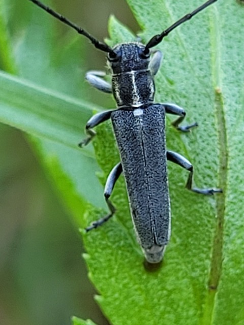 Phytoecia nigricornis - ürömcincér