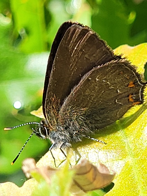 Satyrium ilicis - tölgyfa-csücsköslepke