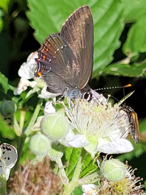 Satyrium ilicis - tölgyfa-csücsköslepke
