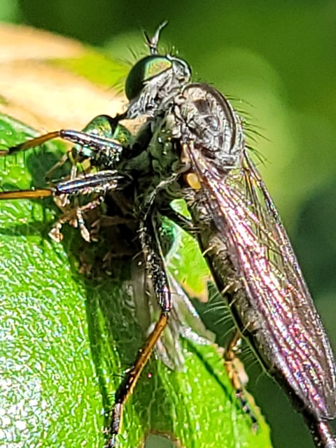 Neoitamus