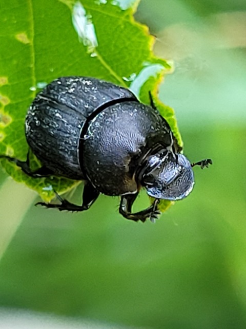Onthophagus verticicornis - fekete trágyatúró