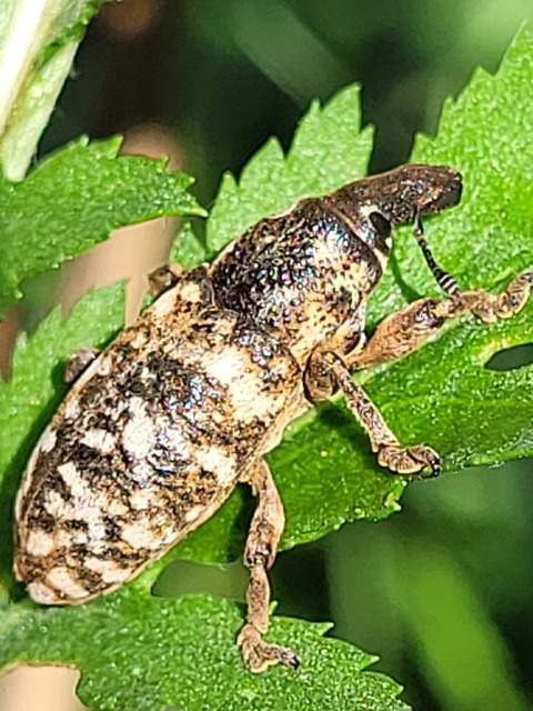 Cyphocleonus dealbatus - márványos barkó