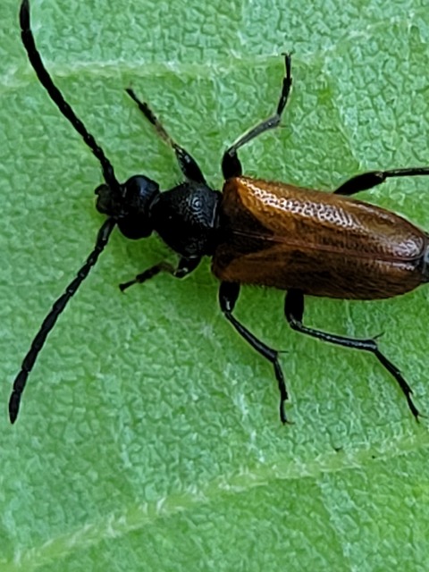 Pseudovadonia livida - barnás virágcincér