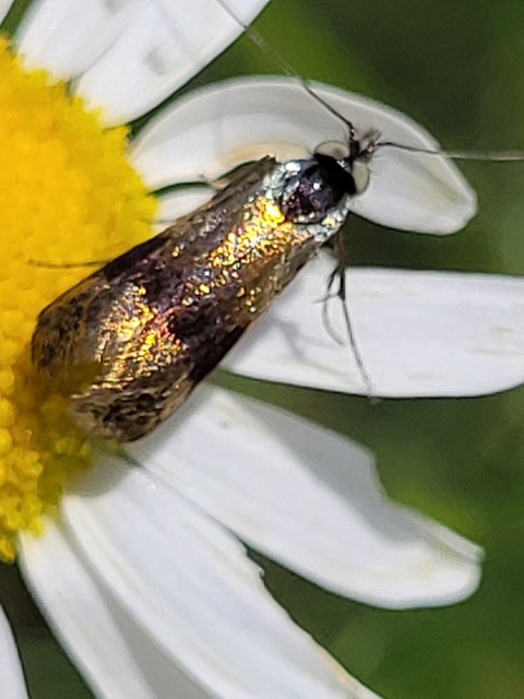 Nemophora