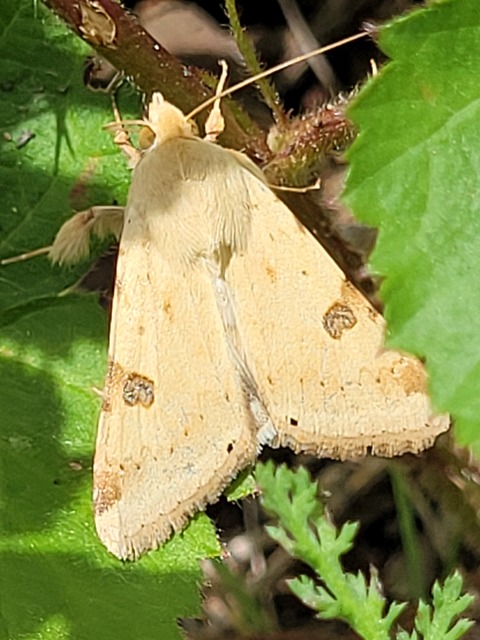 Heliothis peltigera - nagy veteménybagoly