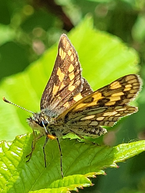 Carterocephalus palaemon - kockás busalepke