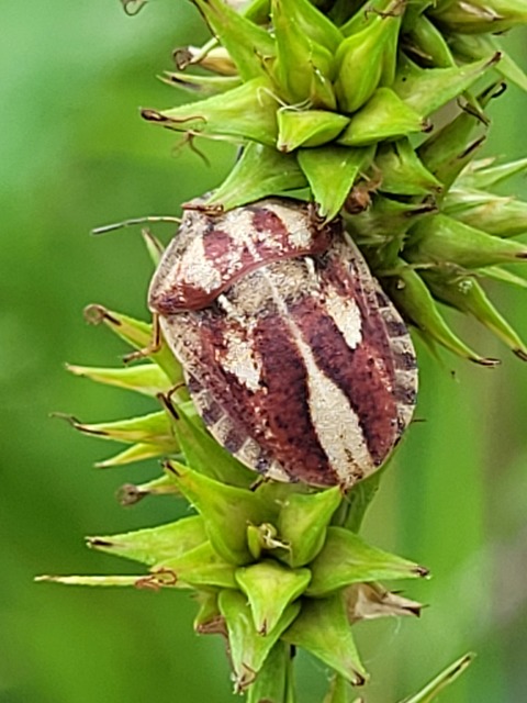 Eurygaster